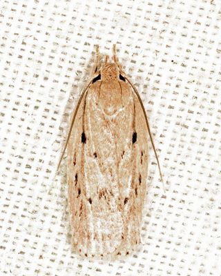 Gelechioidea