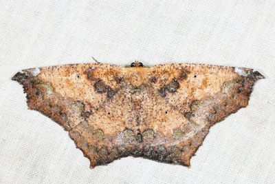 Paragonia sp.