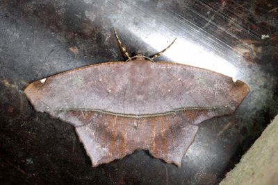 Trotopera arrhapa