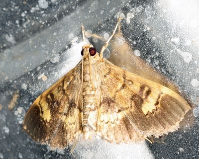 Crambidae