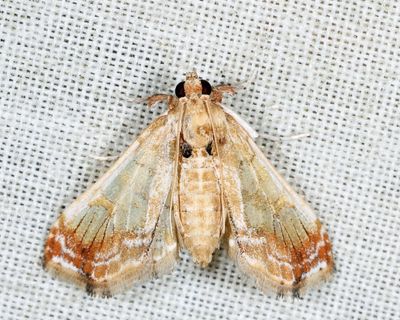 Euleucinodes conifrons