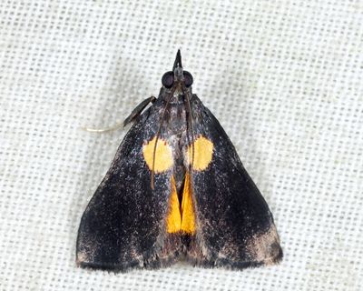 Semnia auritalis