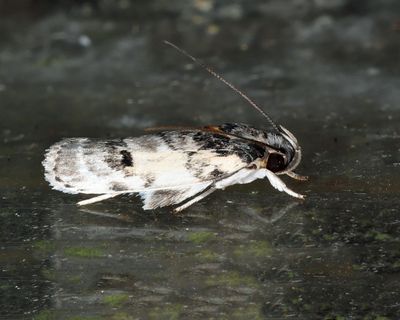 Gelechioidea