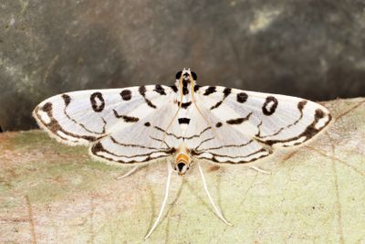 Zebra Conchylodes Moth (Conchylodes ovulalis)