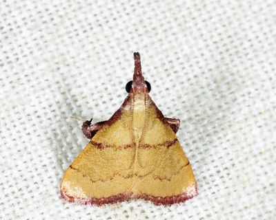 Chrysauginae