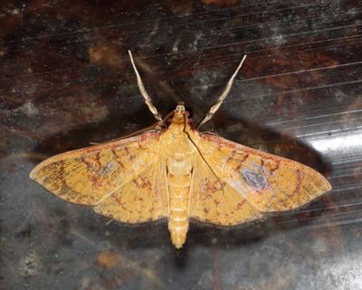 Prenesta scyllalis