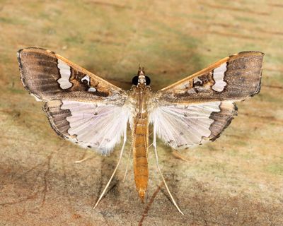 Mung Bean Moth (Maruca vitrata)