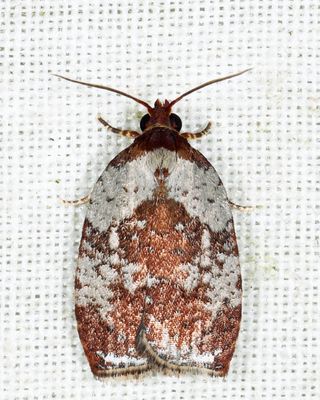 Tortricidae