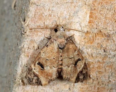 Pyraloidea