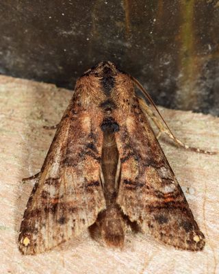 Noctuoidea