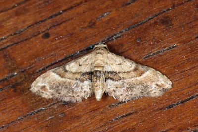 Larentiinae