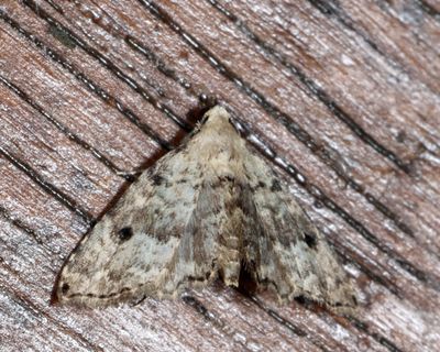 Erebidae