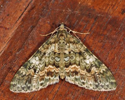 Hammaptera sp.