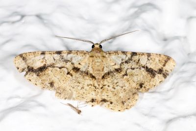 Melanolophia conspicua