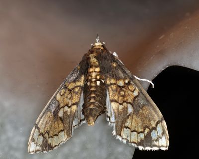 Megastes grandalis
