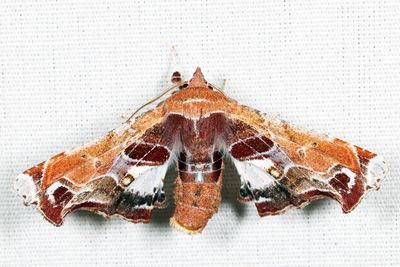 Moths Hodges 0001-11233