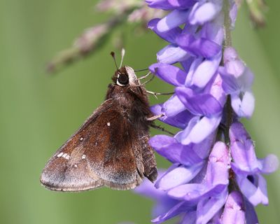Dusted Skipper - Atrytonopsis hianna