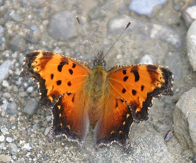 Gray Comma - Polygonia progne