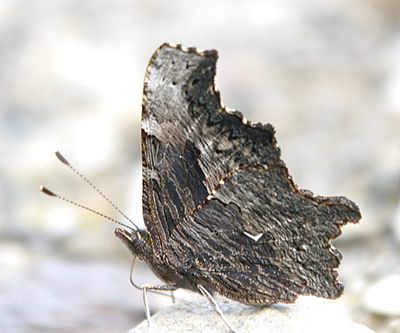 Gray Comma - Polygonia progne