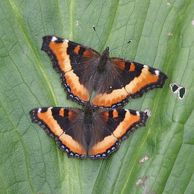 Milbert's Tortoiseshell - Nymphalis milberti