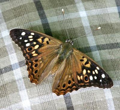 Hackberry Emperor - Asterocampa celtis