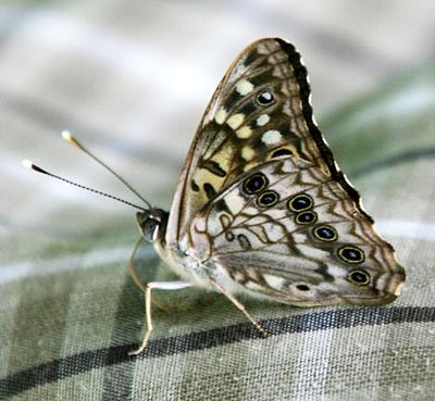 Hackberry Emperor - Asterocampa celtis