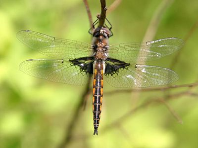 Mantled Baskettail - Epitheca semiaquea