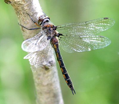Spiny Baskettail - Epitheca spinigera