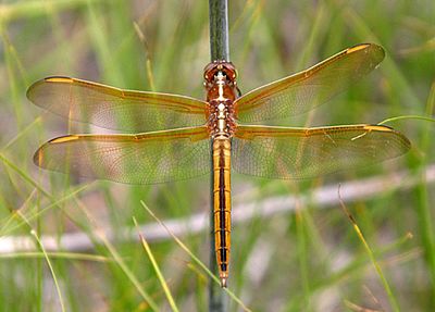 Golden-winged Skimmer - Libellula auripennis (male)