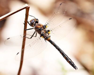 Uhler's Sundragon - Helocordulia uhleri