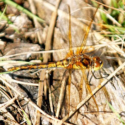 Saffron-winged Meadowhawk - Sympetrum costiferum (female)