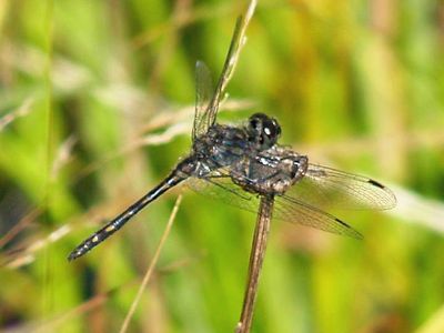 Black Meadowhawk - Sympetrum danae (male)