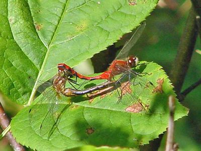 White-faced Meadowhawks - Sympetrum obtrusum