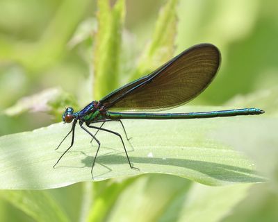 Ebony Jewelwing - Calopteryx maculata