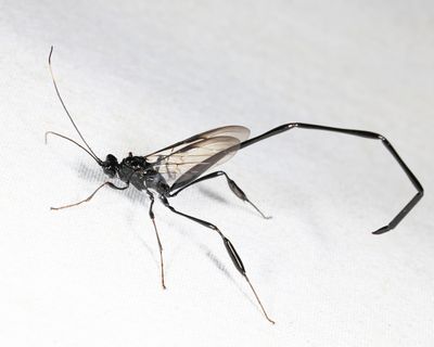 Pelecinid Wasp - Pelecinus polyturator