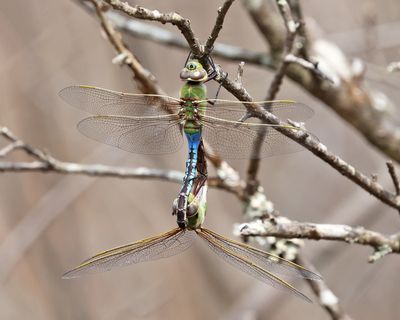 Common Green Darner - Anax junius