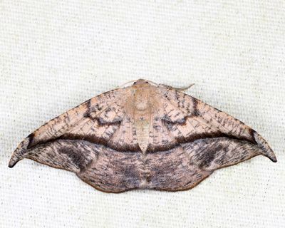 6974 - Juniper Twig Geomenter - Patalene olyzonaria