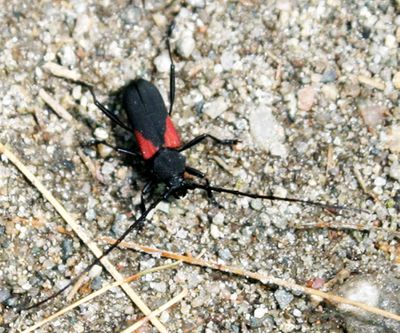 Purpuricenus humeralis
