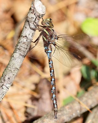 Springtime Darner - Basiaeschna janata