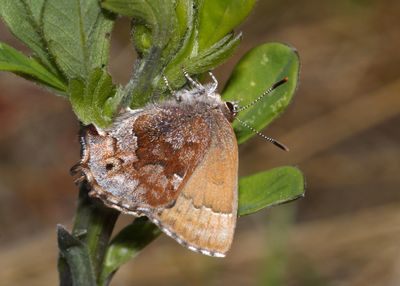 Frosted Elfin - Callophrys irus