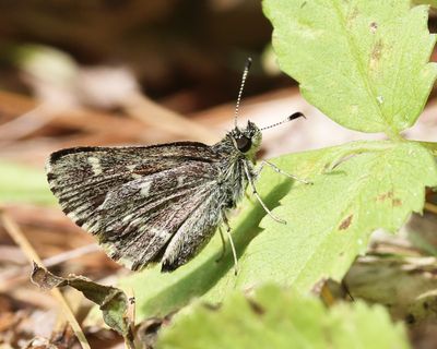 Pepper and Salt Skipper - Amblyscirtes hegon