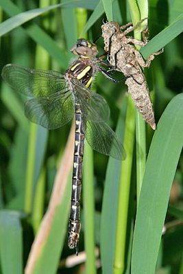 Twin-spotted Spiketail - Cordulegaster maculata (female)