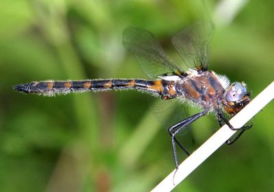 Uhler's Sundragon - Helocordulia uhleri