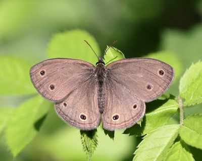 Little Wood Satyr - Megisto cymela
