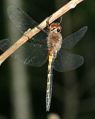 Petite Emerald - Dorocordulia lepida (female)