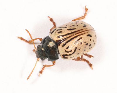 Leaf Beetles - Subfamily Chrysomelinae