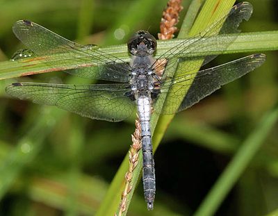  Frosted Whiteface - Leucorrhinia frigida (male)