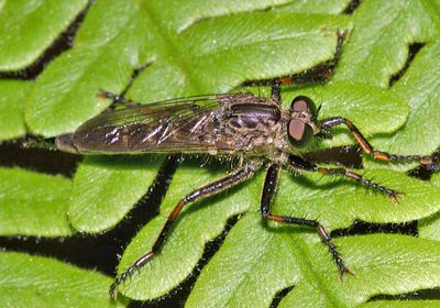 Machimus notatus