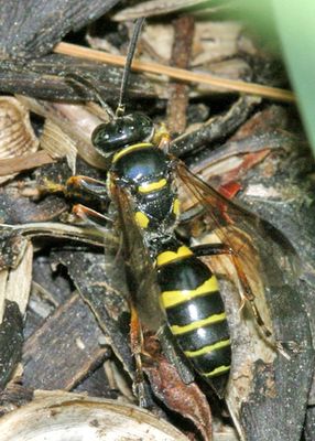 Gorytes simillimus