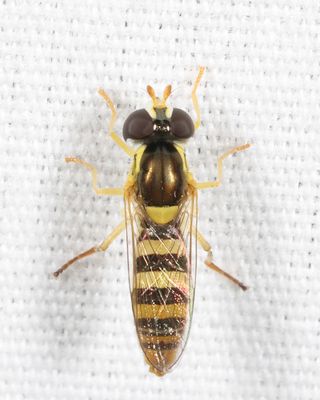 Sphaerophoria sp.